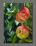 3 apples at dawn (art print)